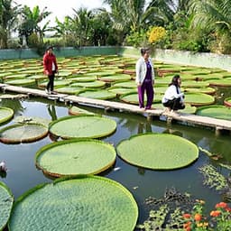 Tour Mùa Nước Nổi 2N1Đ: Cao Lãnh - Sa Đéc - Tràm Chim Tam Nông - Đồng Tháp Mười, Khởi Hành Thứ 7 & Dịp Lễ