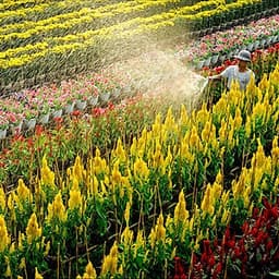 Tour Mùa Nước Nổi 2N1Đ: Cao Lãnh - Sa Đéc - Tràm Chim Tam Nông - Đồng Tháp Mười, Khởi Hành Thứ 7 & Dịp Lễ