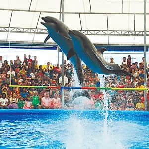 Vé Dolphins Bay Nemo Phuket, Thái Lan - Ghế Thường