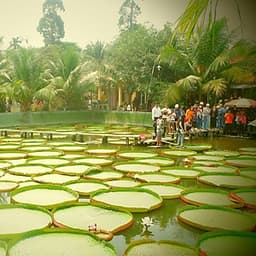 Tour Mùa Nước Nổi 2N1Đ: Cao Lãnh - Sa Đéc - Tràm Chim Tam Nông - Đồng Tháp Mười, Khởi Hành Thứ 7 & Dịp Lễ