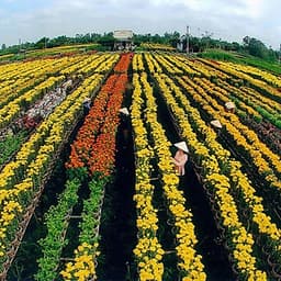 Tour Mùa Nước Nổi 2N1Đ: Cao Lãnh - Sa Đéc - Tràm Chim Tam Nông - Đồng Tháp Mười, Khởi Hành Thứ 7 & Dịp Lễ