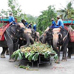 Vé Phuket Safari Gói D + Bữa Tối (14:30-19:00)
