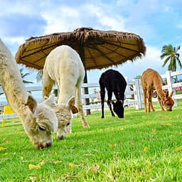 Vé Nông Trại Cừu Swiss Sheep Farm Pattaya